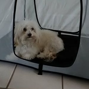 Puppy Camping Tent